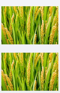 稻谷丰收，稻洋农家的温馨收获