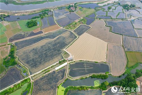 一水两用养稻虾，一田双收富农家——探访安徽郎溪稻洋农家的生态致富经