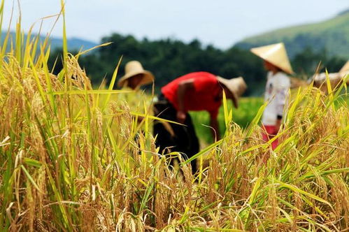 接连涌现的稳定币 通往未来之路还是收割的陷阱？