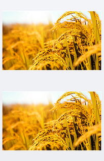 稻洋农家 PPT丰收稻田主题设计与素材应用