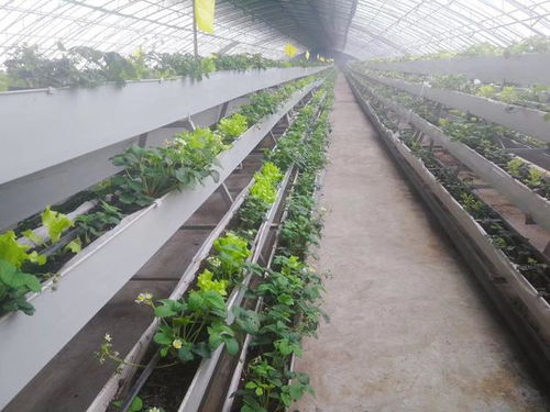 老家河南孟津过年 洋丰果业四季瓜果飘香，体验淳朴农家风情