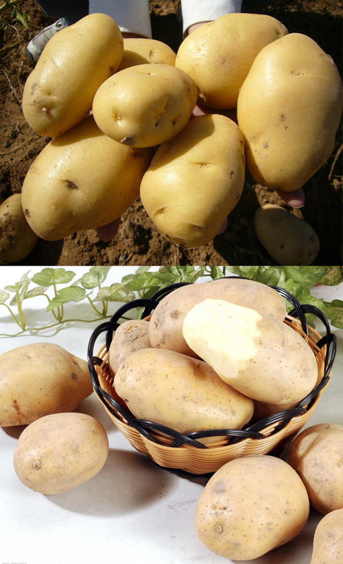 稻洋农家 沙地马铃薯的新鲜之道