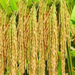 三项电多功能稻谷脱粒机 农家稻洋的高效助手