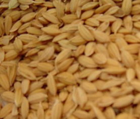 有机稻谷的健康与品质——探秘翁牛特旗紫辰绿色食品的稻洋农家