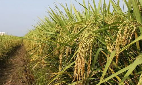 粮食危机成全球热点 巨额利益幕后推手到底是谁？