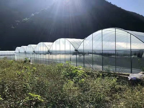 巧家蔬菜大棚厂诚信企业推荐 梦洋温室大棚生产与稻洋农家的专业服务