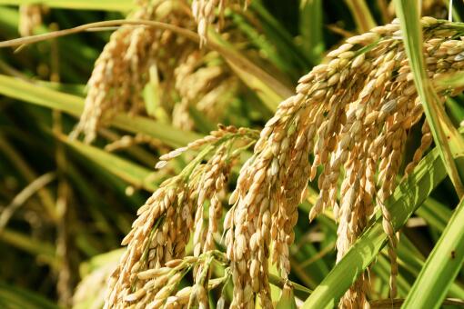 农产品出口指南 以稻洋农家为例探析出口条件与手续流程